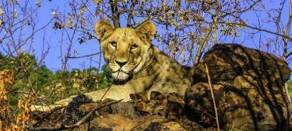 FRICA DO SUL C/SAFRIS PILANESBERG PARK - CIDADE DO CABO  